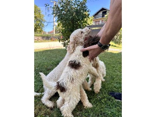 Lagotto Romagnolo, διαθέσιμα κουτάβια